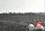 Image of soybean cultivation Harbin Manchukuo Manchuria China, 1928, second 18 stock footage video 65675066283