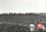 Image of soybean cultivation Harbin Manchukuo Manchuria China, 1928, second 19 stock footage video 65675066283