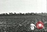 Image of soybean cultivation Harbin Manchukuo Manchuria China, 1928, second 20 stock footage video 65675066283