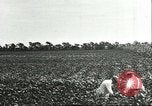 Image of soybean cultivation Harbin Manchukuo Manchuria China, 1928, second 21 stock footage video 65675066283