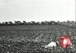 Image of soybean cultivation Harbin Manchukuo Manchuria China, 1928, second 22 stock footage video 65675066283