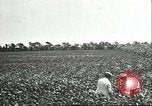 Image of soybean cultivation Harbin Manchukuo Manchuria China, 1928, second 23 stock footage video 65675066283