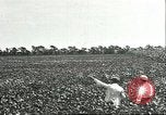 Image of soybean cultivation Harbin Manchukuo Manchuria China, 1928, second 24 stock footage video 65675066283
