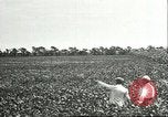 Image of soybean cultivation Harbin Manchukuo Manchuria China, 1928, second 25 stock footage video 65675066283