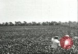 Image of soybean cultivation Harbin Manchukuo Manchuria China, 1928, second 26 stock footage video 65675066283
