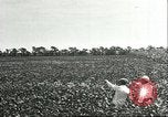 Image of soybean cultivation Harbin Manchukuo Manchuria China, 1928, second 27 stock footage video 65675066283