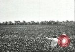Image of soybean cultivation Harbin Manchukuo Manchuria China, 1928, second 28 stock footage video 65675066283