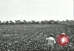 Image of soybean cultivation Harbin Manchukuo Manchuria China, 1928, second 29 stock footage video 65675066283