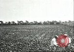 Image of soybean cultivation Harbin Manchukuo Manchuria China, 1928, second 30 stock footage video 65675066283