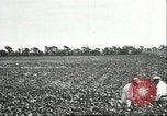 Image of soybean cultivation Harbin Manchukuo Manchuria China, 1928, second 31 stock footage video 65675066283