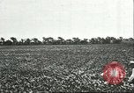 Image of soybean cultivation Harbin Manchukuo Manchuria China, 1928, second 32 stock footage video 65675066283