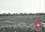 Image of soybean cultivation Harbin Manchukuo Manchuria China, 1928, second 34 stock footage video 65675066283