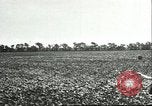 Image of soybean cultivation Harbin Manchukuo Manchuria China, 1928, second 35 stock footage video 65675066283