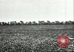 Image of soybean cultivation Harbin Manchukuo Manchuria China, 1928, second 36 stock footage video 65675066283