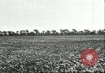 Image of soybean cultivation Harbin Manchukuo Manchuria China, 1928, second 37 stock footage video 65675066283