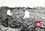 Image of soybean cultivation Harbin Manchukuo Manchuria China, 1928, second 45 stock footage video 65675066283