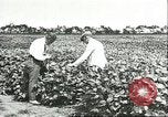 Image of soybean cultivation Harbin Manchukuo Manchuria China, 1928, second 46 stock footage video 65675066283