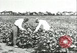 Image of soybean cultivation Harbin Manchukuo Manchuria China, 1928, second 47 stock footage video 65675066283