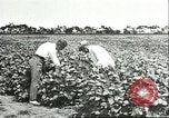 Image of soybean cultivation Harbin Manchukuo Manchuria China, 1928, second 48 stock footage video 65675066283