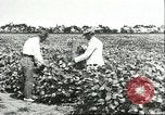 Image of soybean cultivation Harbin Manchukuo Manchuria China, 1928, second 49 stock footage video 65675066283