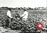 Image of soybean cultivation Harbin Manchukuo Manchuria China, 1928, second 50 stock footage video 65675066283