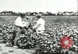 Image of soybean cultivation Harbin Manchukuo Manchuria China, 1928, second 51 stock footage video 65675066283