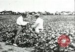 Image of soybean cultivation Harbin Manchukuo Manchuria China, 1928, second 52 stock footage video 65675066283