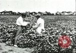 Image of soybean cultivation Harbin Manchukuo Manchuria China, 1928, second 53 stock footage video 65675066283