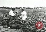 Image of soybean cultivation Harbin Manchukuo Manchuria China, 1928, second 55 stock footage video 65675066283