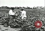 Image of soybean cultivation Harbin Manchukuo Manchuria China, 1928, second 56 stock footage video 65675066283