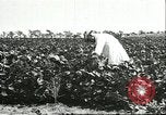 Image of soybean cultivation Harbin Manchukuo Manchuria China, 1928, second 57 stock footage video 65675066283