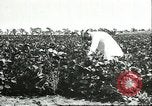 Image of soybean cultivation Harbin Manchukuo Manchuria China, 1928, second 58 stock footage video 65675066283