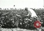 Image of soybean cultivation Harbin Manchukuo Manchuria China, 1928, second 59 stock footage video 65675066283