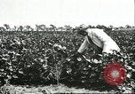 Image of soybean cultivation Harbin Manchukuo Manchuria China, 1928, second 60 stock footage video 65675066283