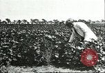 Image of soybean cultivation Harbin Manchukuo Manchuria China, 1928, second 61 stock footage video 65675066283