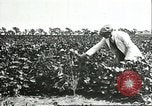 Image of soybean cultivation Harbin Manchukuo Manchuria China, 1928, second 62 stock footage video 65675066283