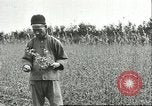 Image of soybean cultivation Harbin Manchukuo Manchuria China, 1928, second 12 stock footage video 65675066284