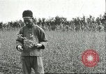 Image of soybean cultivation Harbin Manchukuo Manchuria China, 1928, second 13 stock footage video 65675066284