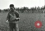Image of soybean cultivation Harbin Manchukuo Manchuria China, 1928, second 14 stock footage video 65675066284