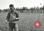Image of soybean cultivation Harbin Manchukuo Manchuria China, 1928, second 15 stock footage video 65675066284