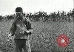 Image of soybean cultivation Harbin Manchukuo Manchuria China, 1928, second 16 stock footage video 65675066284