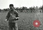 Image of soybean cultivation Harbin Manchukuo Manchuria China, 1928, second 17 stock footage video 65675066284
