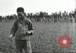 Image of soybean cultivation Harbin Manchukuo Manchuria China, 1928, second 18 stock footage video 65675066284