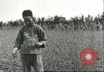 Image of soybean cultivation Harbin Manchukuo Manchuria China, 1928, second 19 stock footage video 65675066284