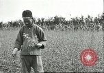 Image of soybean cultivation Harbin Manchukuo Manchuria China, 1928, second 20 stock footage video 65675066284