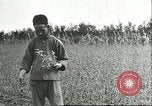 Image of soybean cultivation Harbin Manchukuo Manchuria China, 1928, second 21 stock footage video 65675066284