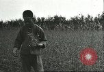 Image of soybean cultivation Harbin Manchukuo Manchuria China, 1928, second 25 stock footage video 65675066284