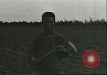 Image of soybean cultivation Harbin Manchukuo Manchuria China, 1928, second 36 stock footage video 65675066284