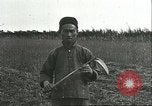 Image of soybean cultivation Harbin Manchukuo Manchuria China, 1928, second 37 stock footage video 65675066284