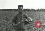 Image of soybean cultivation Harbin Manchukuo Manchuria China, 1928, second 38 stock footage video 65675066284